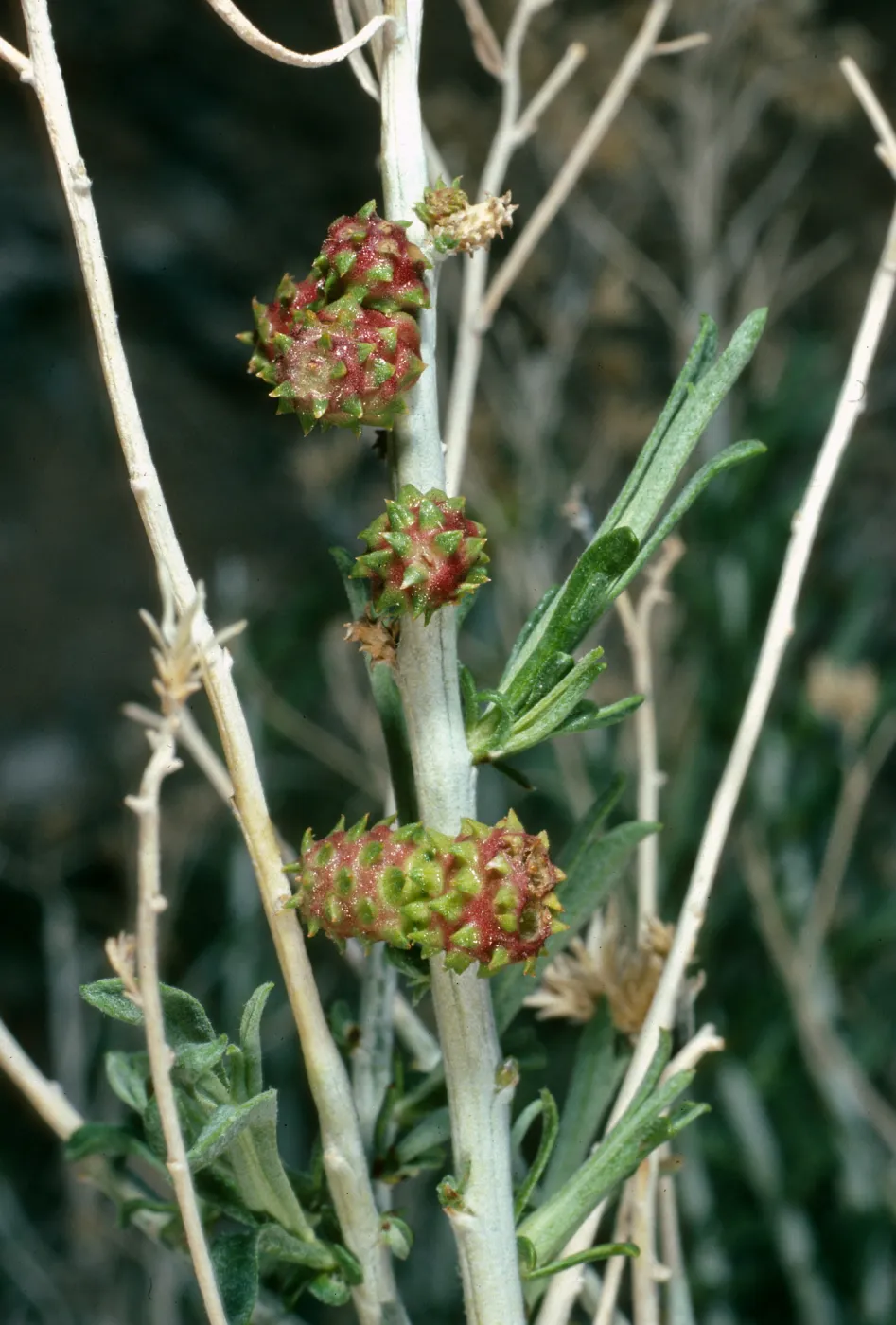 Insect galls on Chrysothamnus, Waucoba Springs, Saline Valley