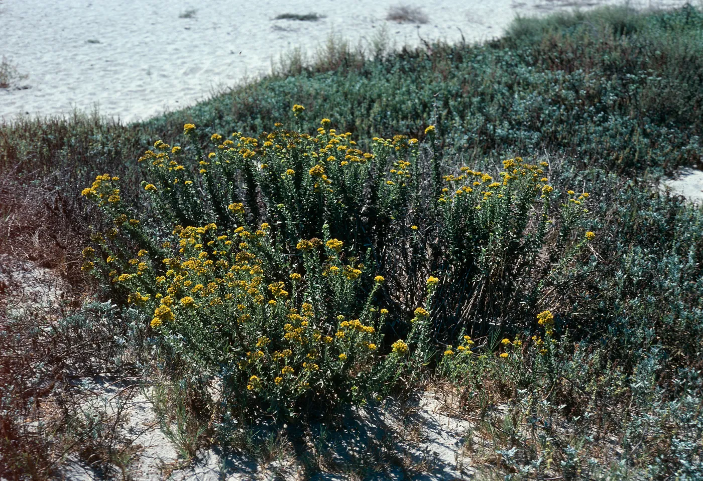 Haplopappus venetus ssp. vernonioides, Goleta Beach
