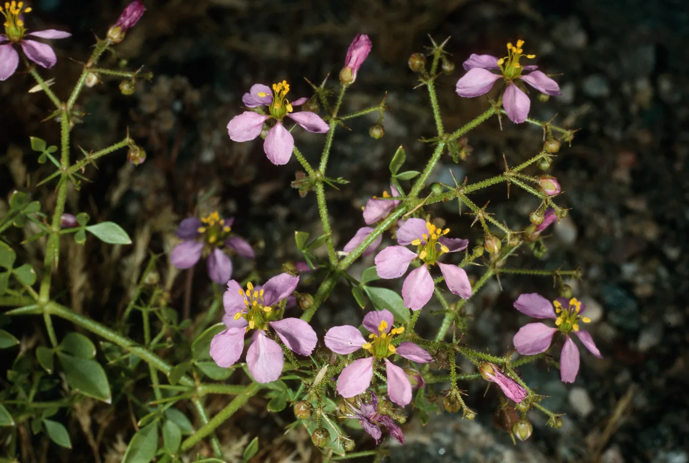 Fagonia laevis, Anza Borrego