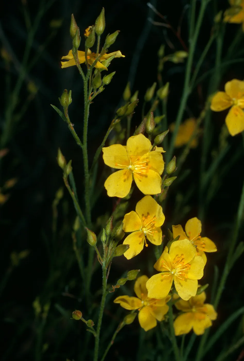 Helianthemum scoparium, Jesusita Trail