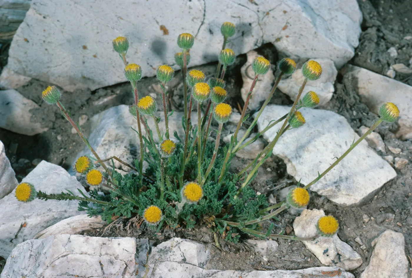 Erigeron compositus, Patriarch Grove, White Mountains