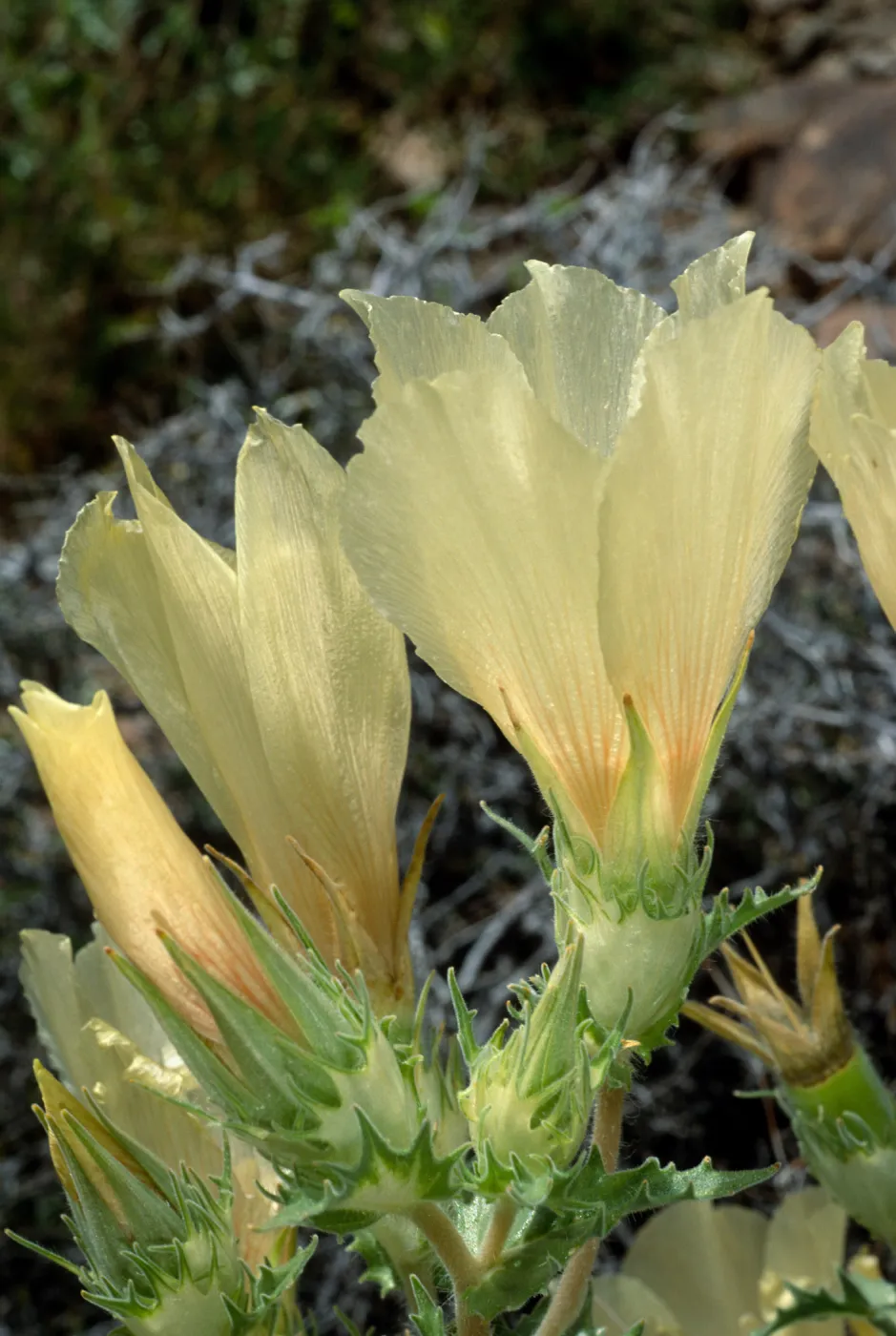 Mentzelia involucrata, North of Pass, Joshua Tree