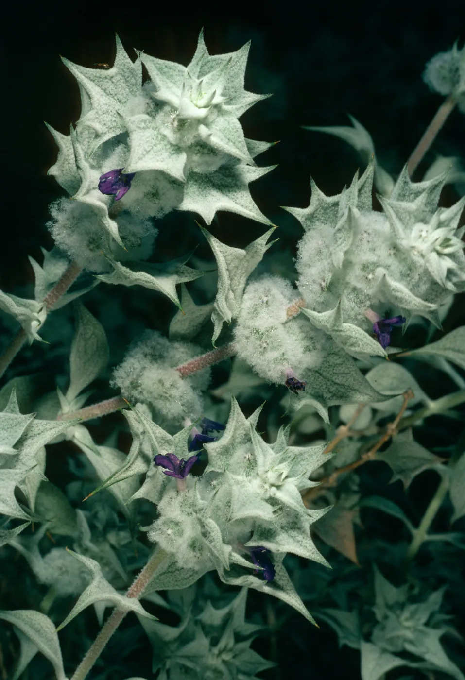 Salvia funerea (Death Valley Sage), Titus Canyon, Death Valley