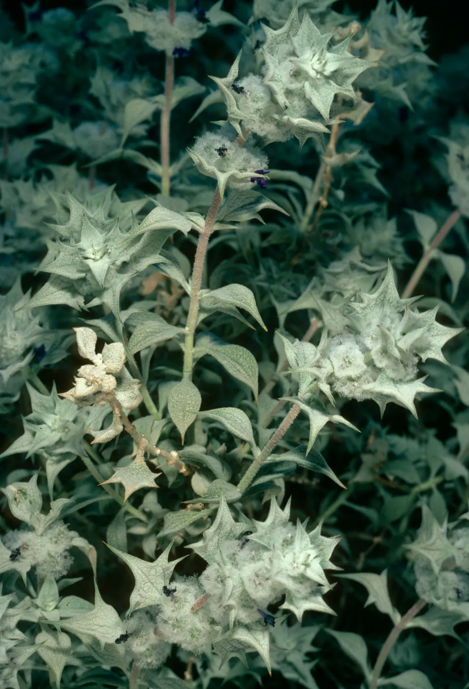 Salvia funerea (Death Valley Sage), Titus Canyon, Death Valley