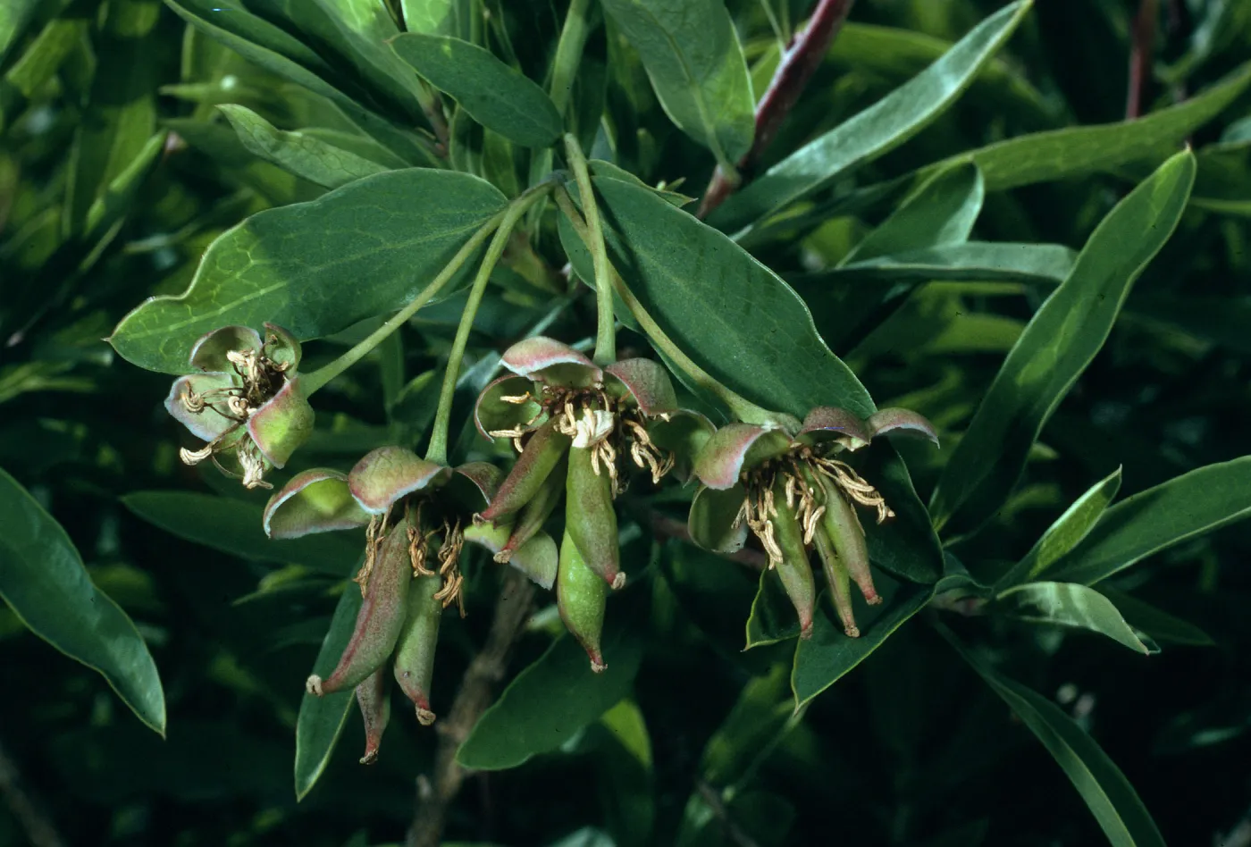 Crossosoma californica, Little Harbor, Santa Catalina Island