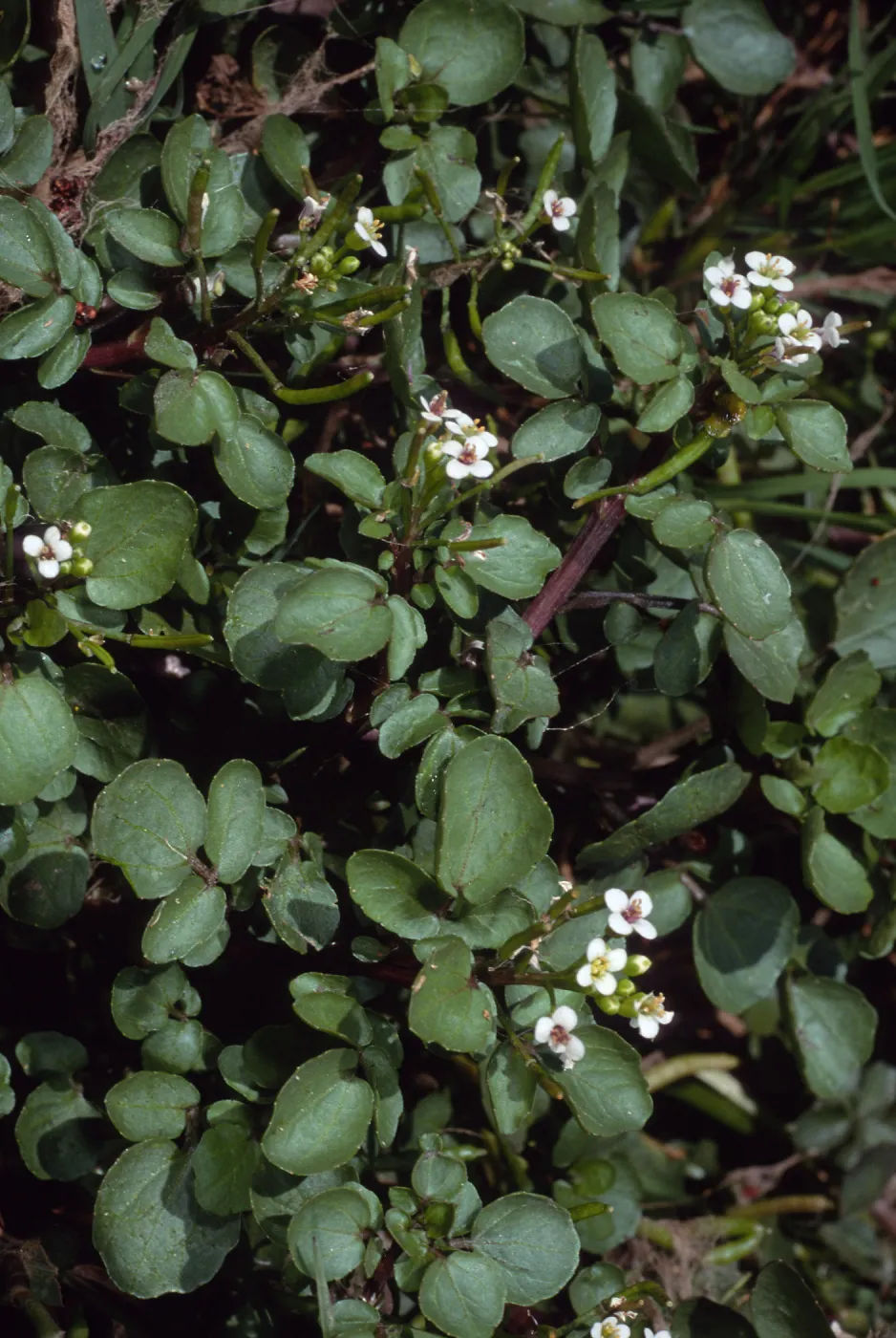 Nasturtium officinale, Thompson Reservoir, Santa Catalina Island