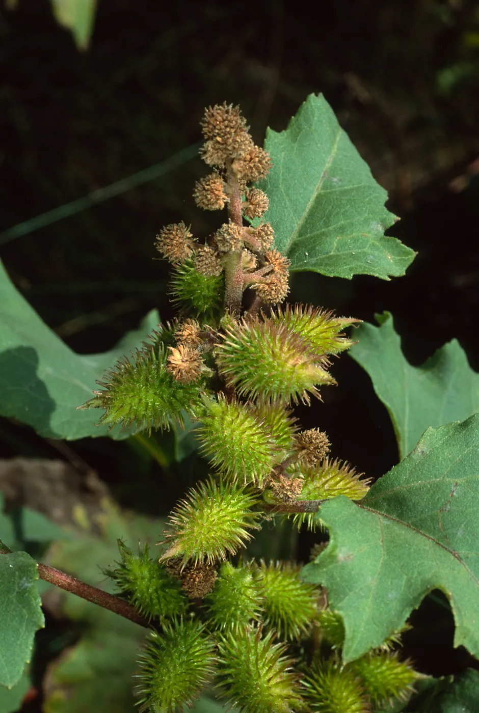Xanthium strumarium, Cherry Cove, Santa Catalina Island