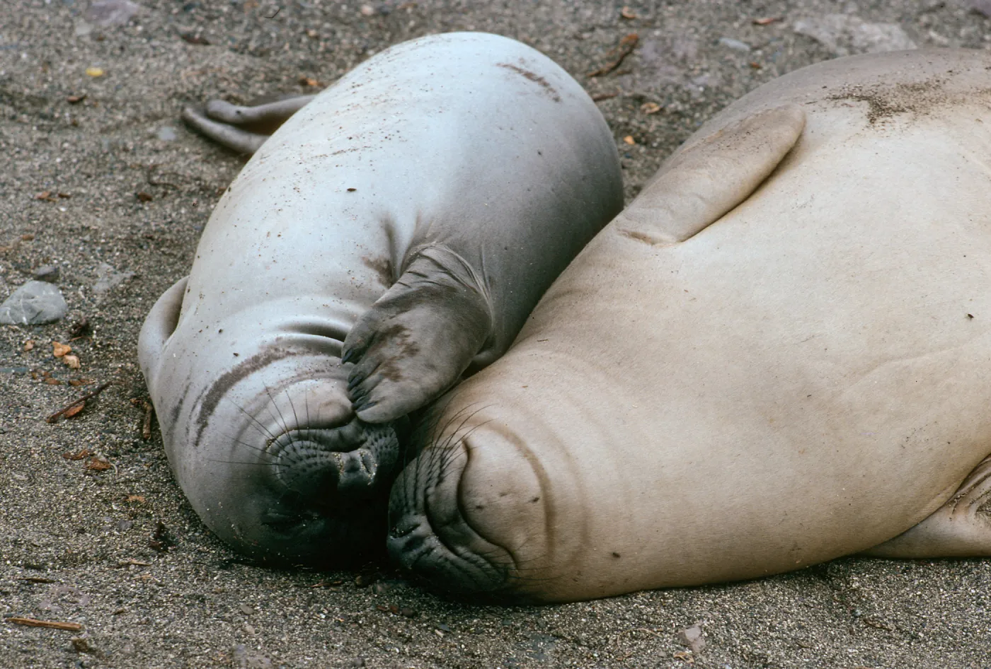 Young elephant seals, San Benito Island