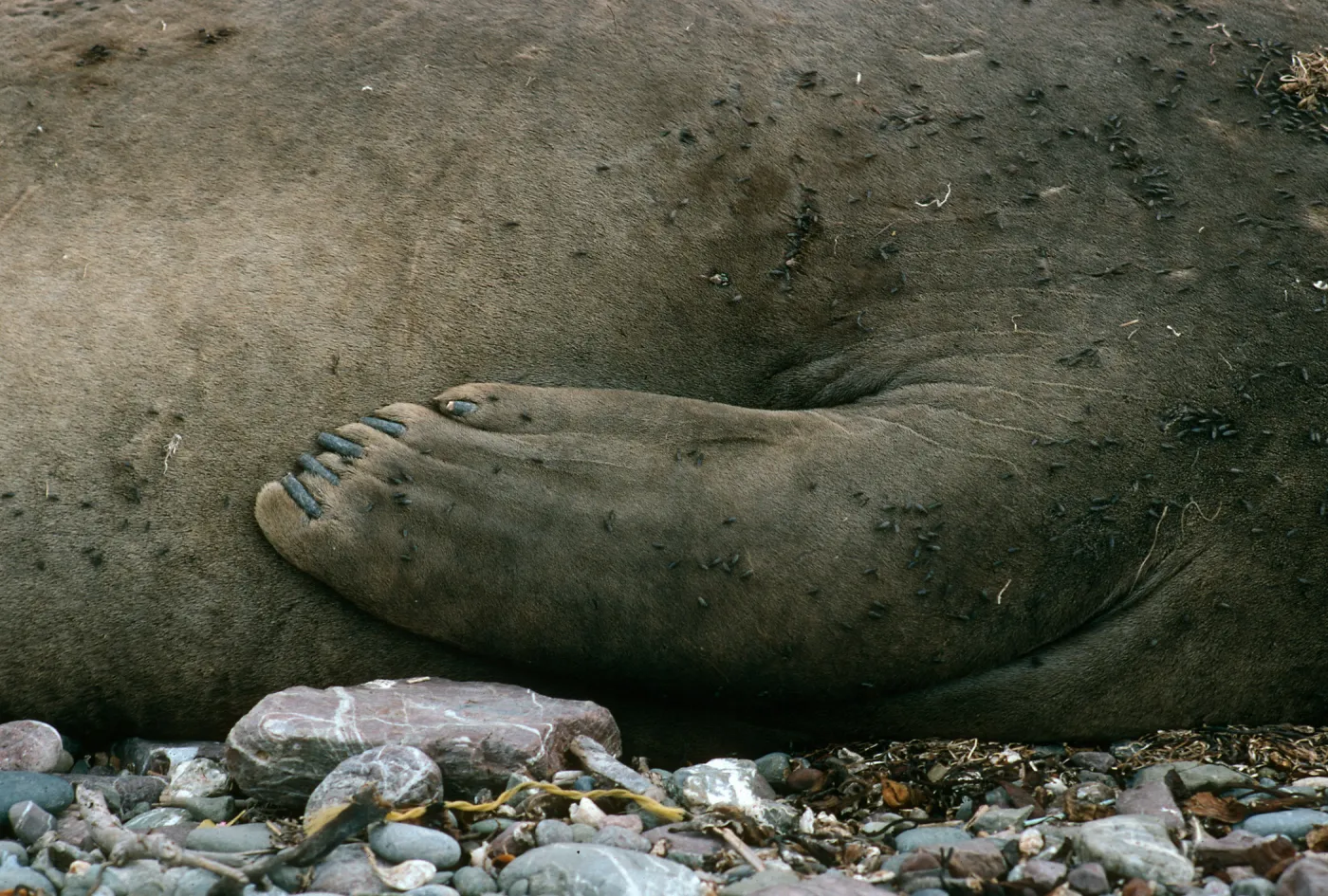 Young elephant seals, San Benito Island