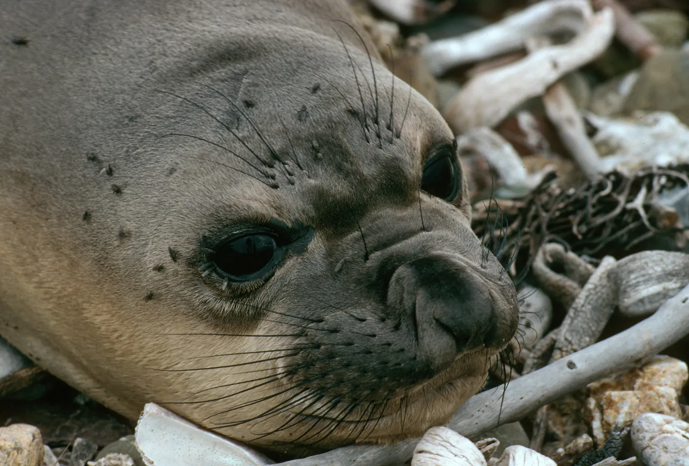 Young elephant seals, San Benito Island