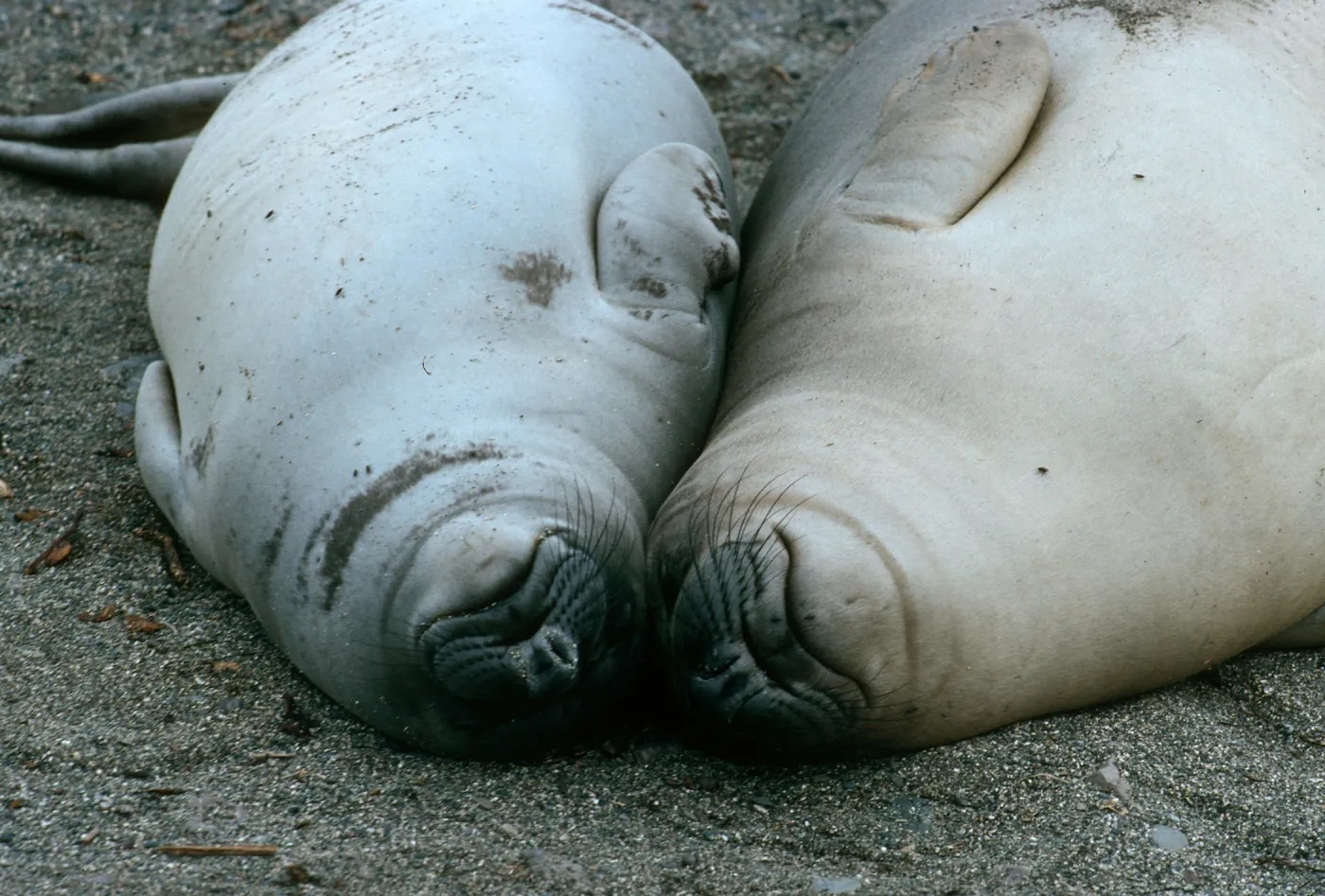 Young elephant seals, San Benito Island
