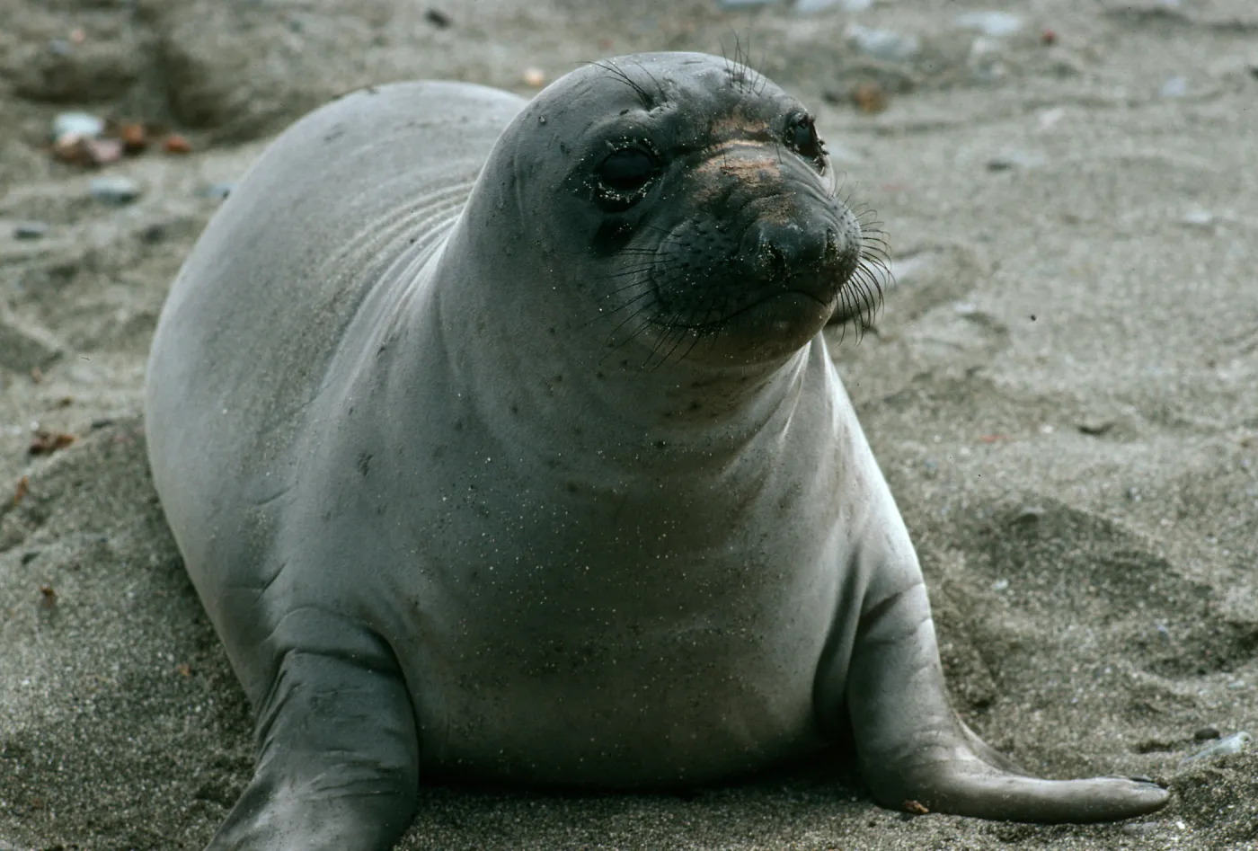 Young elephant seals, San Benito Island