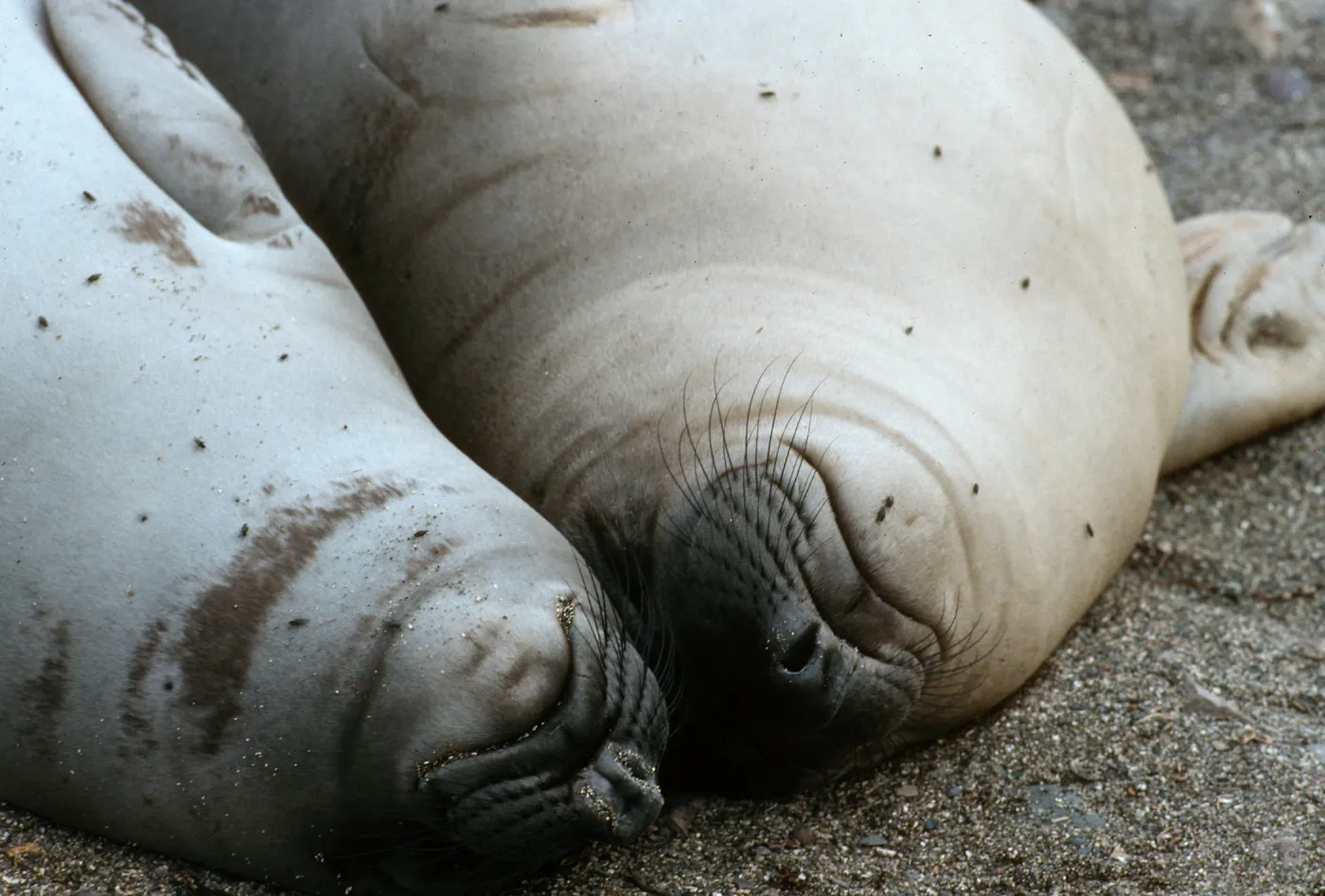 Young elephant seals, San Benito Island