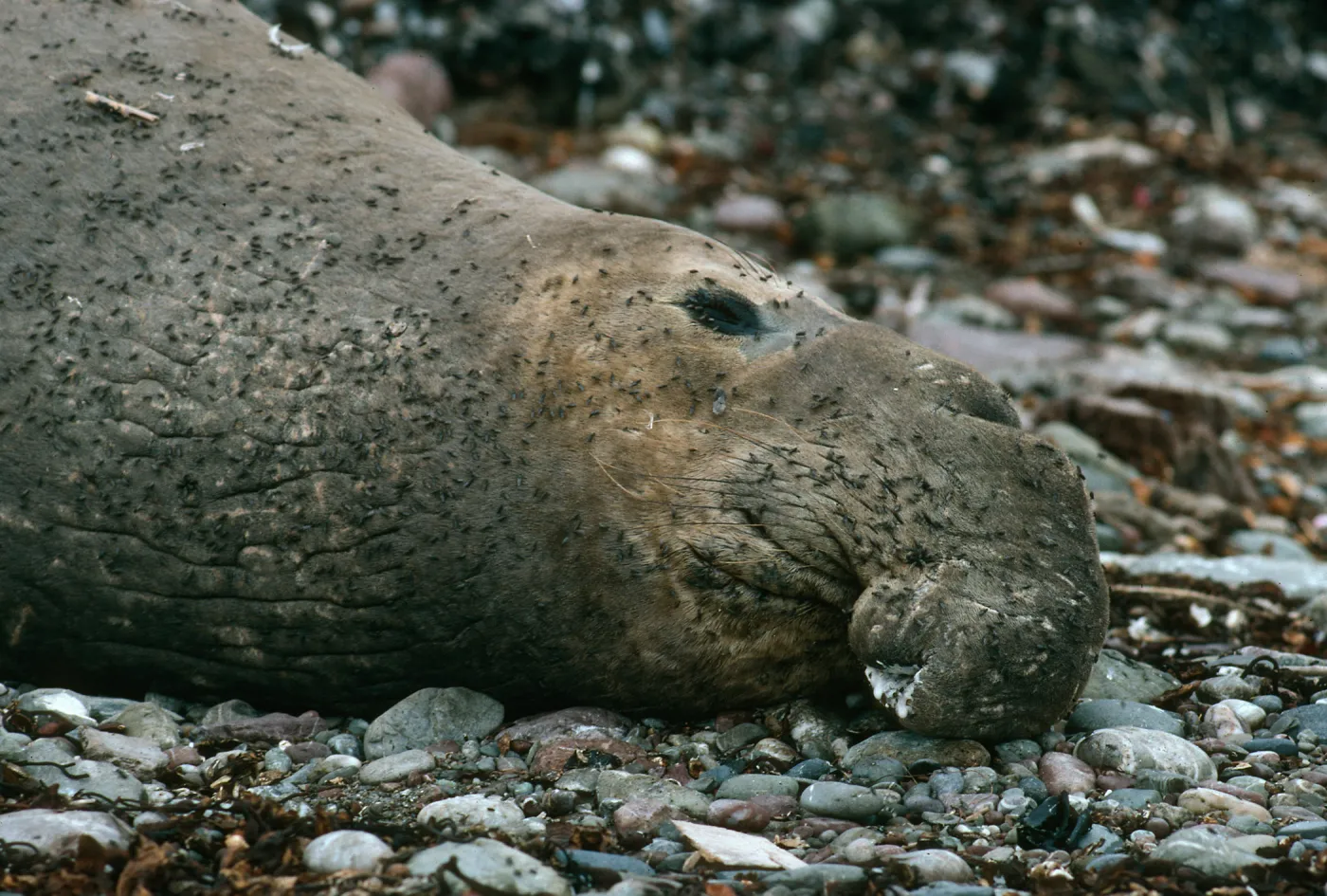 San Benito Island, Male Elephant Seal
