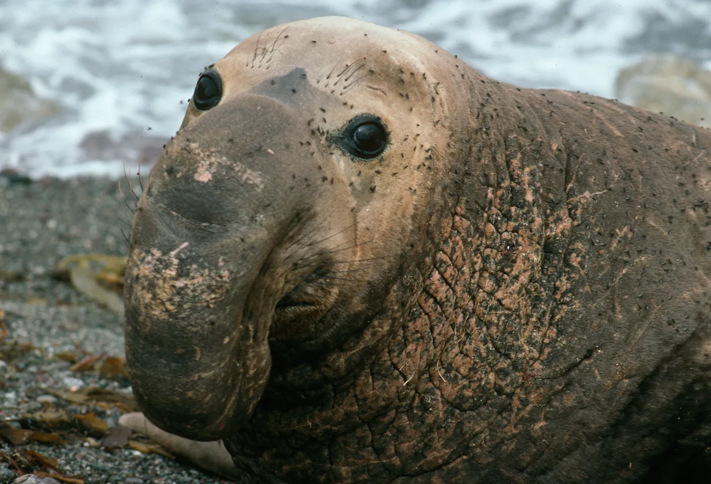 San Benito Island, Male Elephant Seal