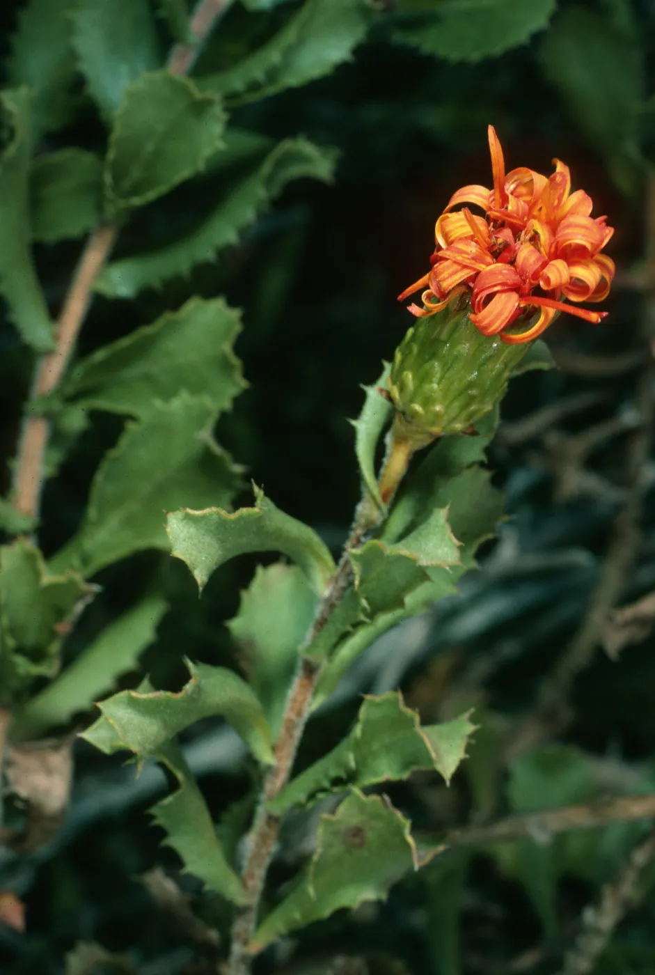 Haplopappus berberidis, Todos Santos Island, South Island