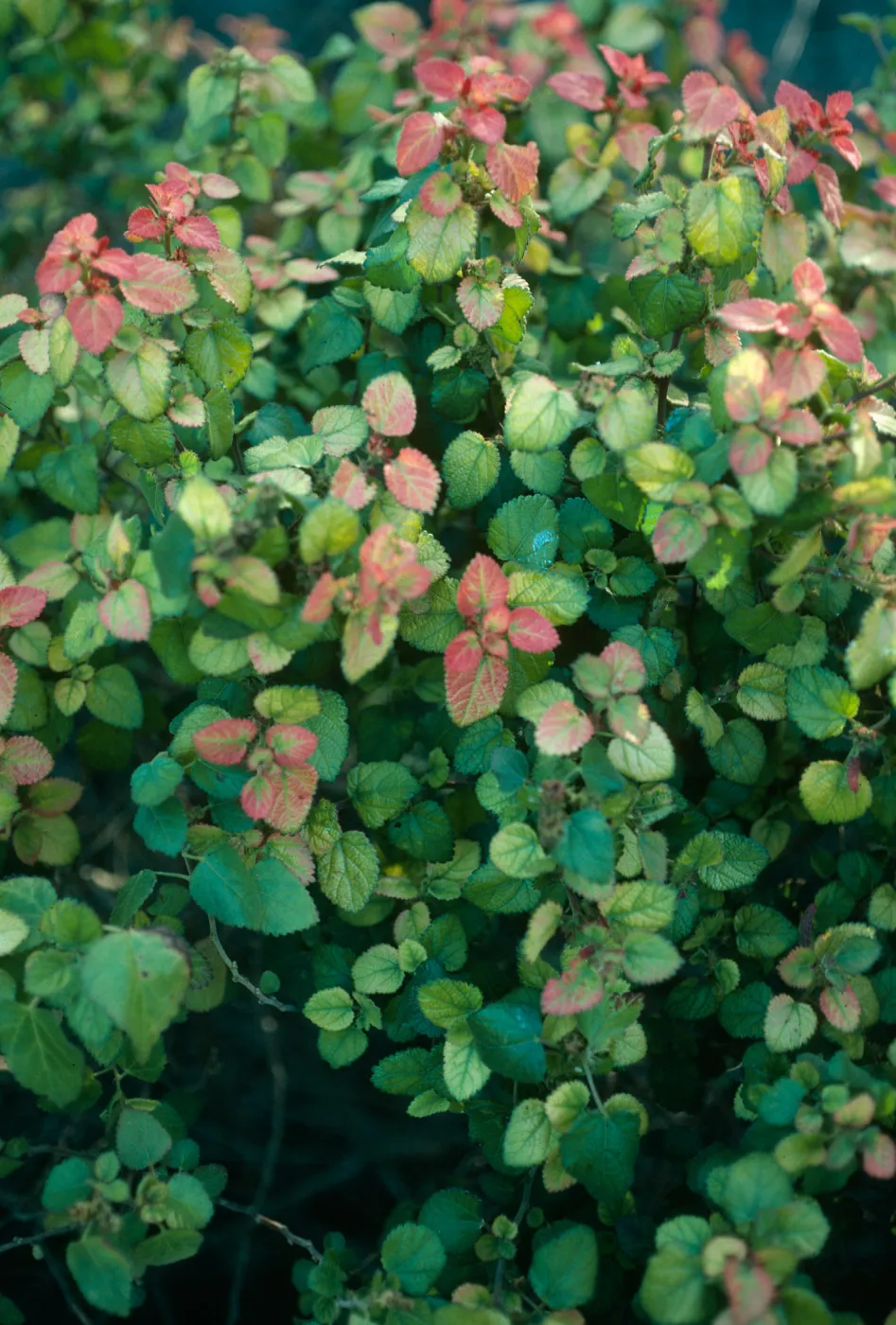 Acalypha californica, SBBG, meadow