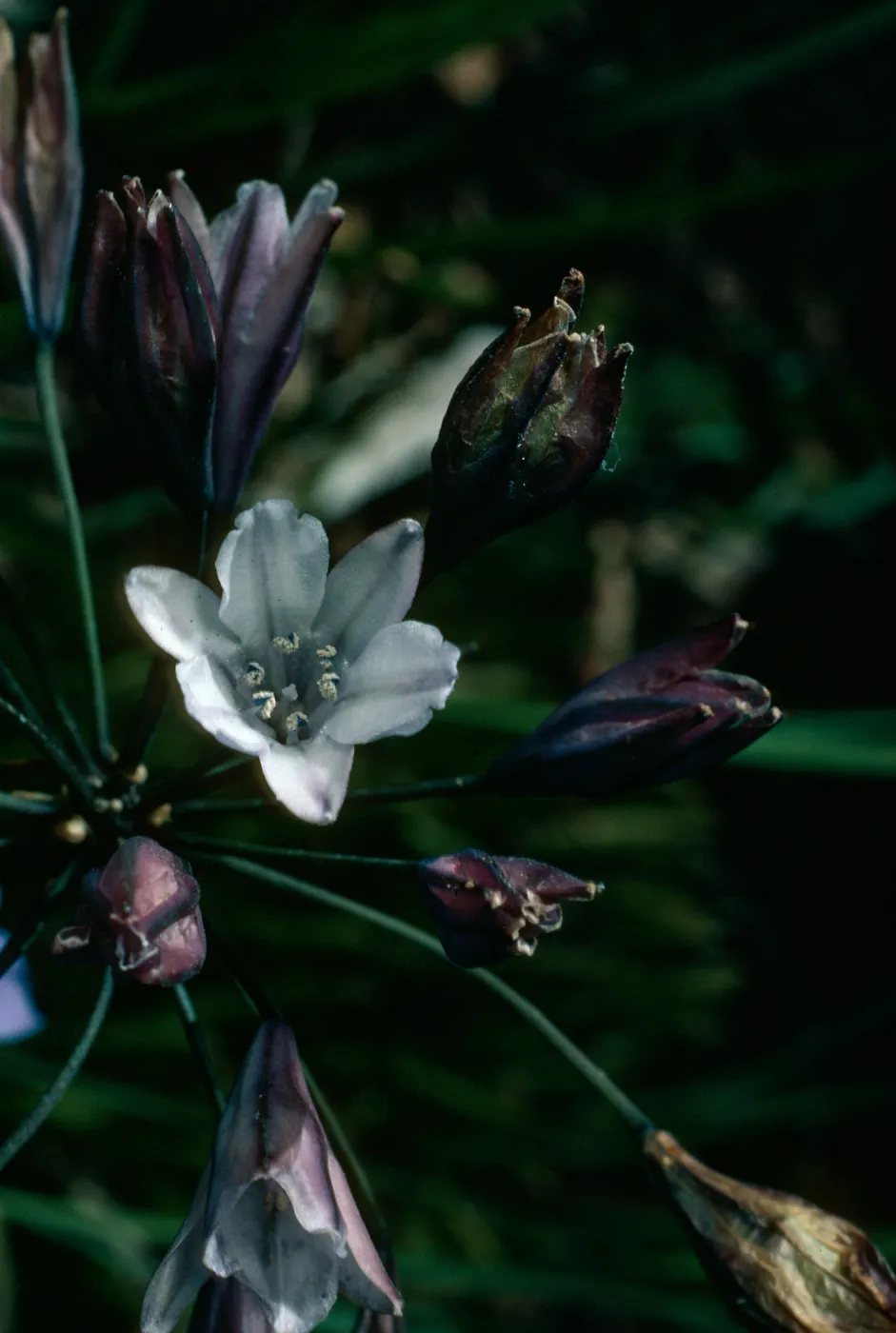 Triteleia clementina,SBBG, Island Section
