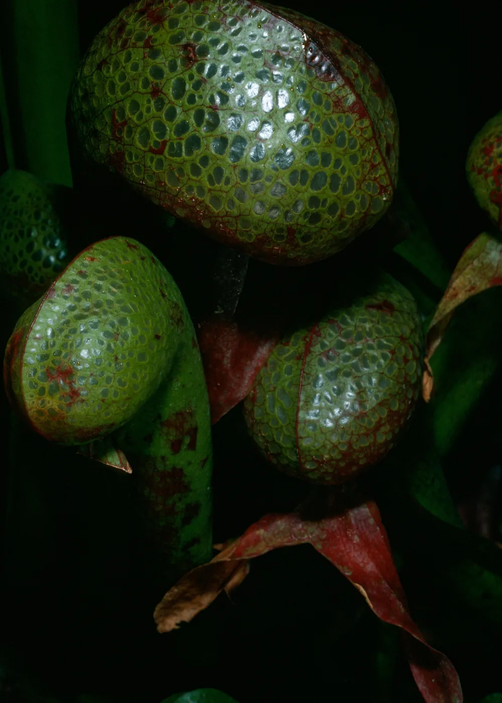 Darlingtonia californica, SBBG