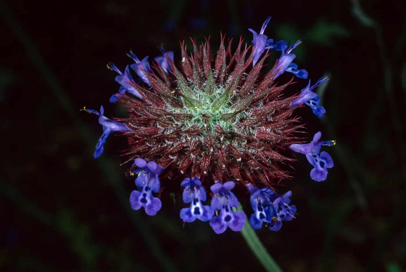 Salvia columbariae (Chia), Santa Barbara Botanic Garden, Desert Section