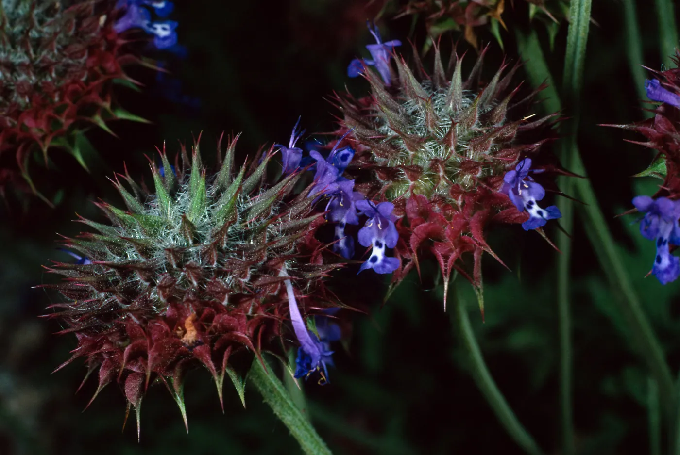 Salvia columbariae (Chia), SBBG, Desert Section