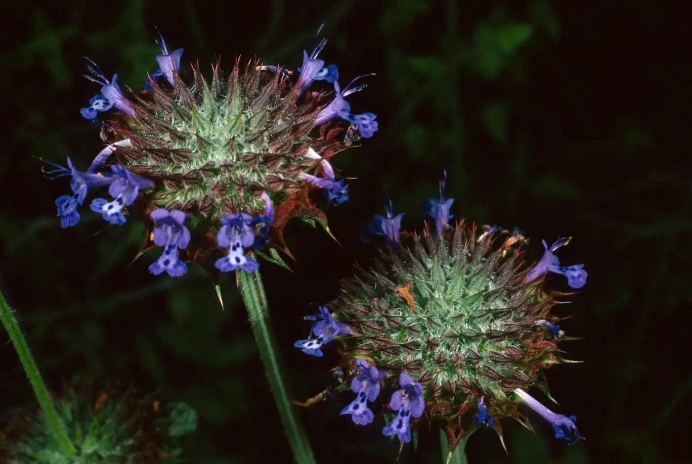 Salvia columbariae (Chia), SBBG, Desert Section