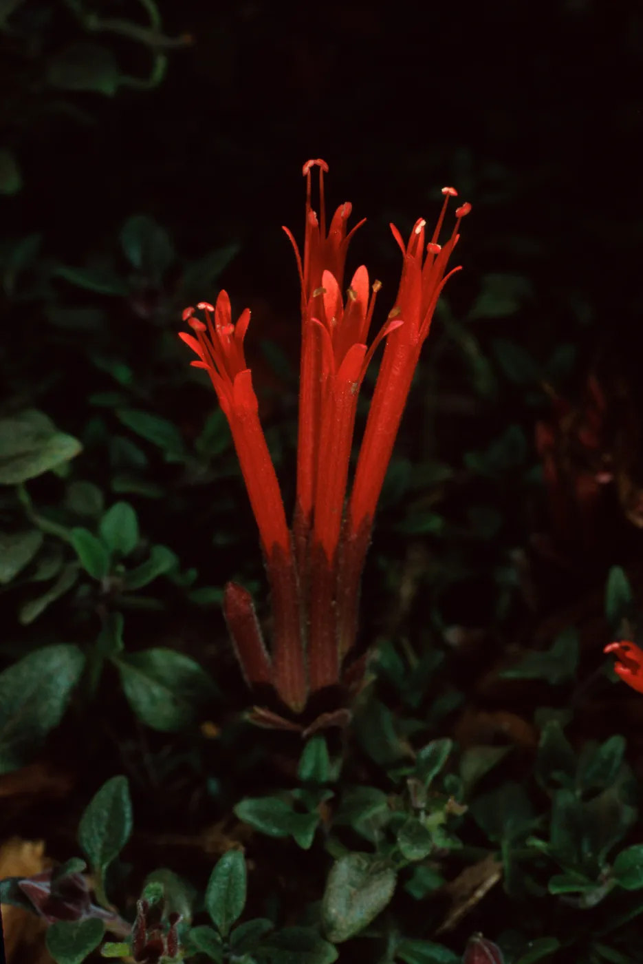 Monardella macrantha, Santa Barbara Botanic Garden