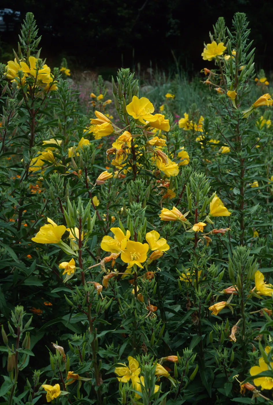 Oenothera elata, SBBG, meadow