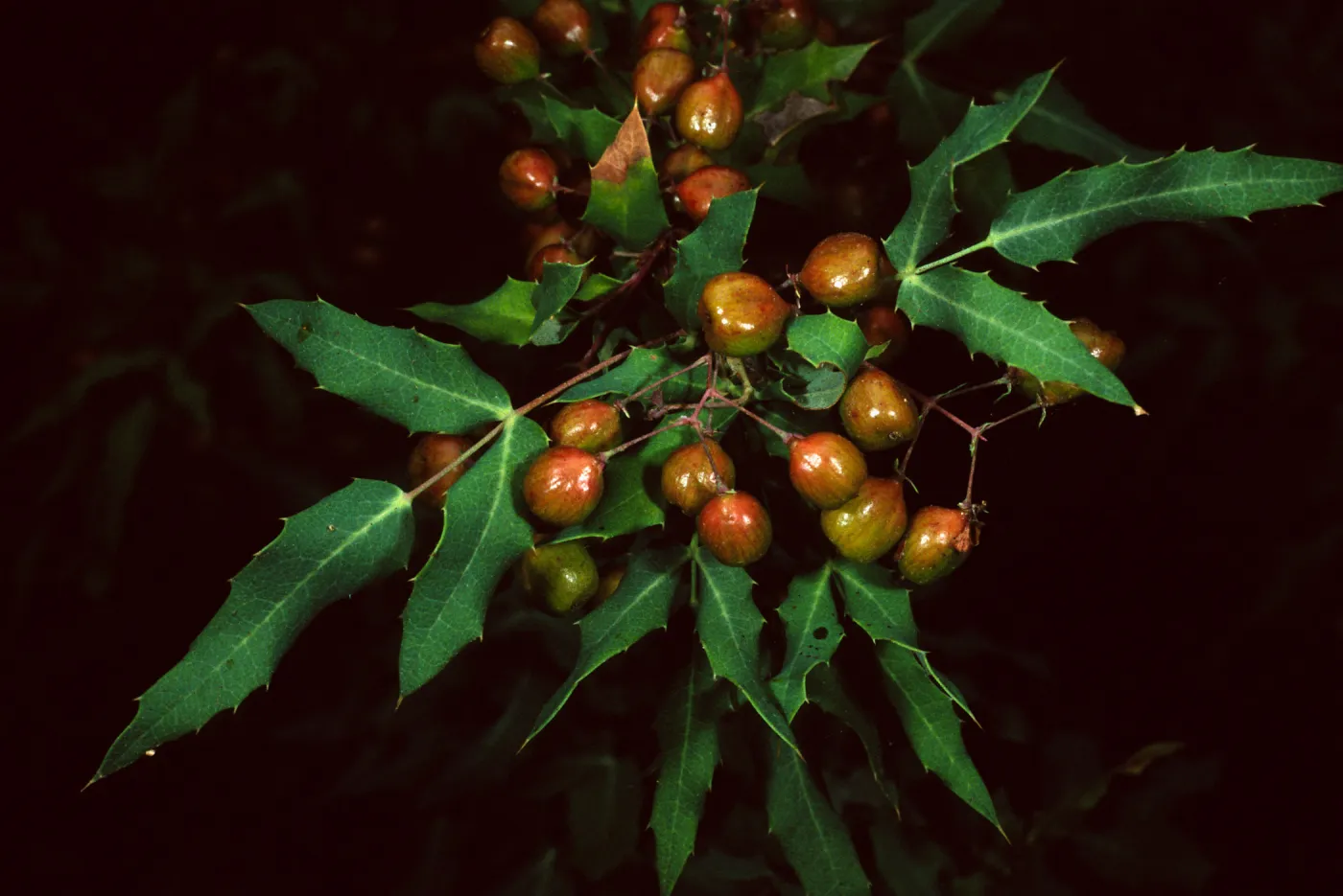 Berberis nevinii, SBBG