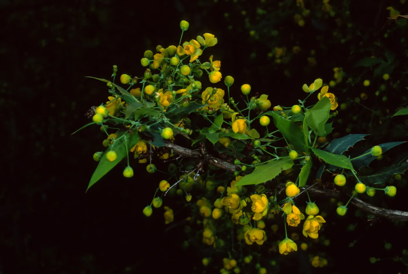 Berberis nevinii, SBBG