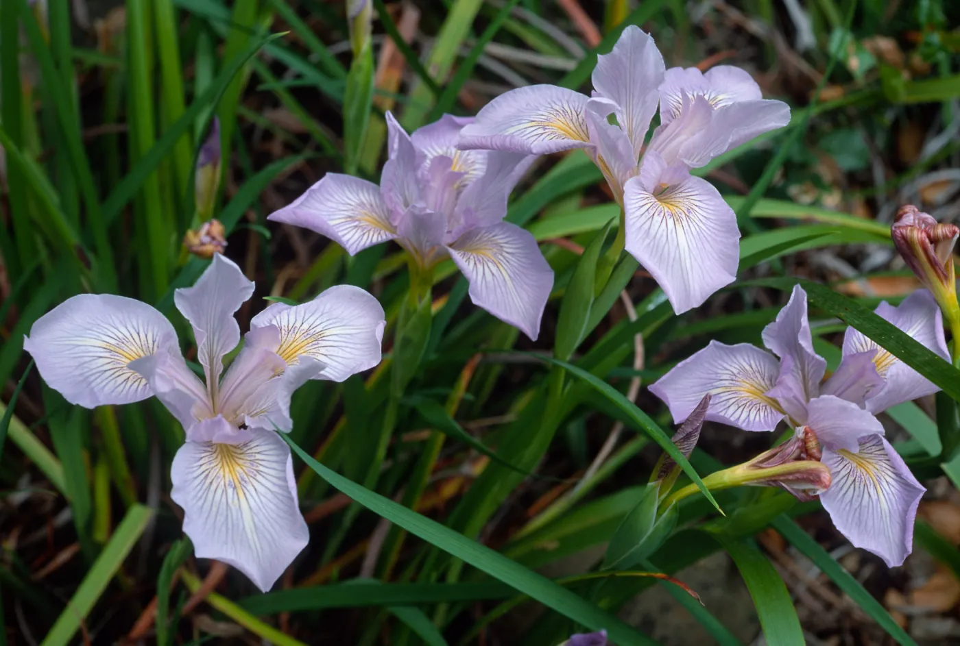 Iris douglasiana, SBBG