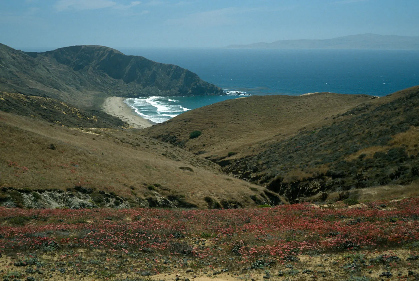 Santa Cruz Island, Eriogonum grande rubescens, overlooking Sauces Beach
