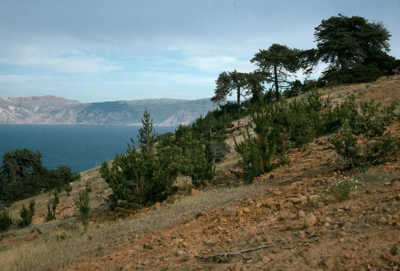 Santa Cruz Island, West of Pelican Bay