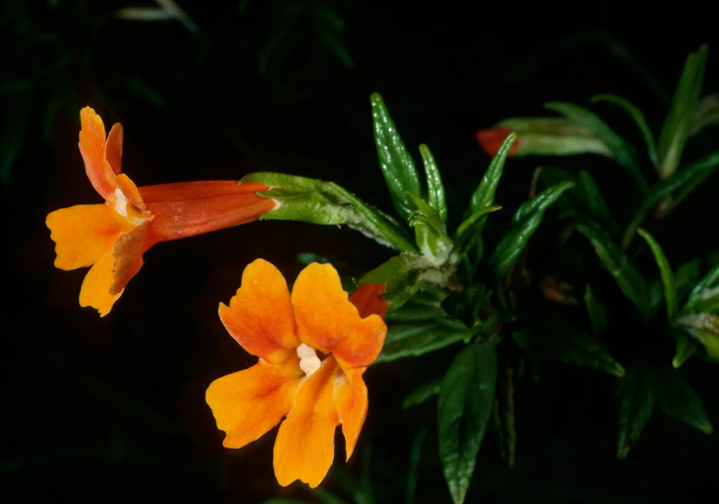Santa Cruz Island, Mimulus longiflorus x flemingii, upper Islay Canyon