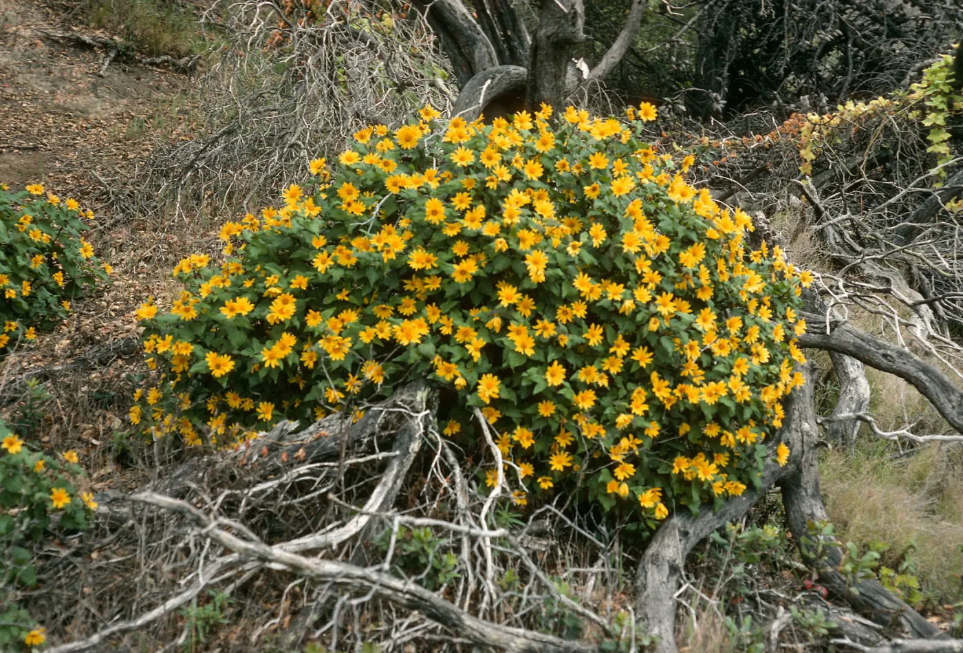 Santa Cruz Island, Venegasia, East of Pelican Bay