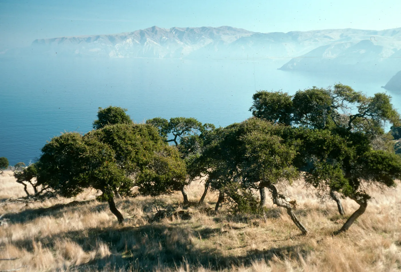Santa Cruz Island, Quercus pacifica, West of Prisoners Harbor