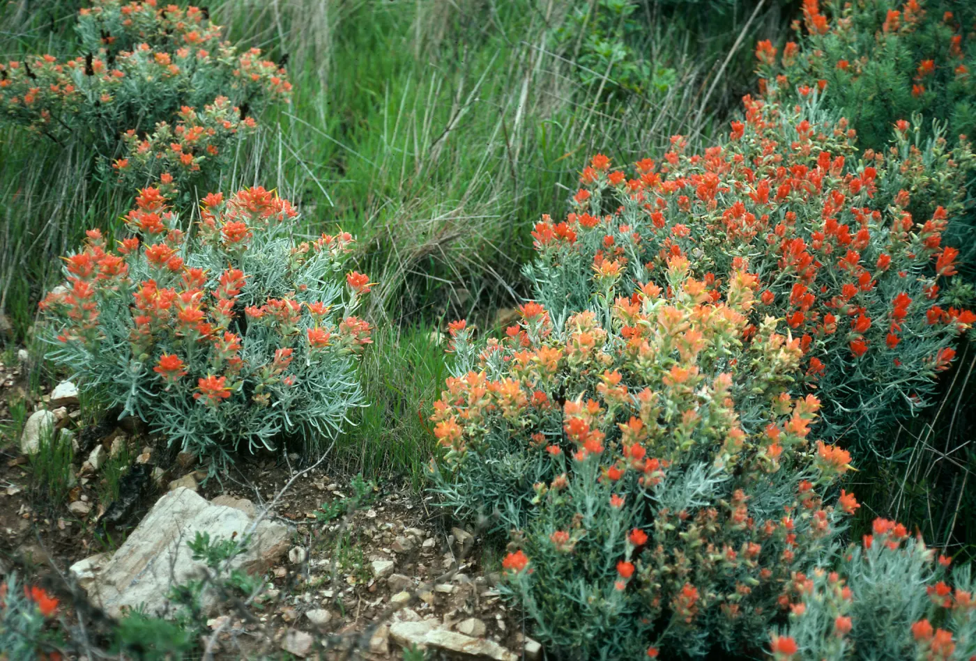 Santa Cruz Island, Castilleja hololeuca, offshore side West of Sandstone Point