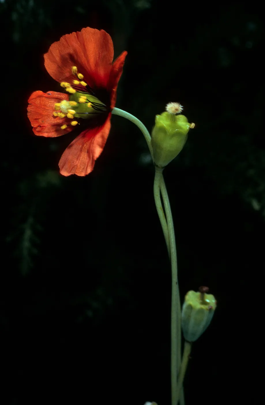 Santa Barbara Island, Stylomecon, Landing Cove Trail