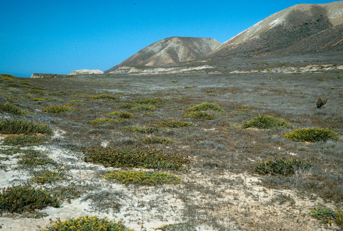 Santa Cruz Island, Haplopappus venetus, flats, North of Near Point