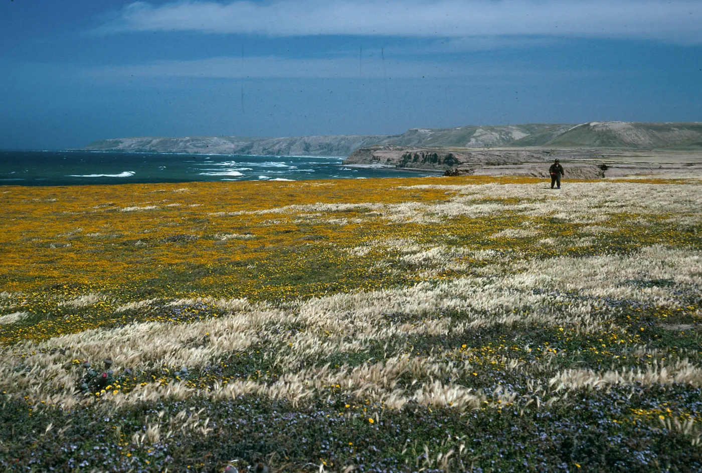 Santa Rosa Island, Lasthenia, near mouth of Geranon Canyon