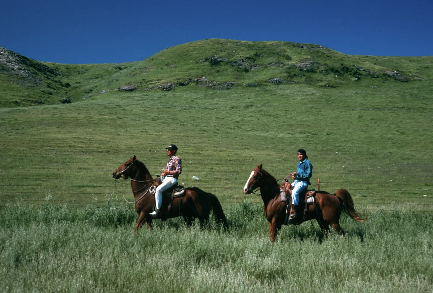 Santa Rosa Island, Vaqueros near landing strip