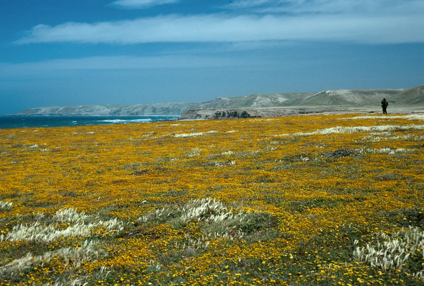 Santa Rosa Island, Lasthenia, near mouth of Garanon Canyon
