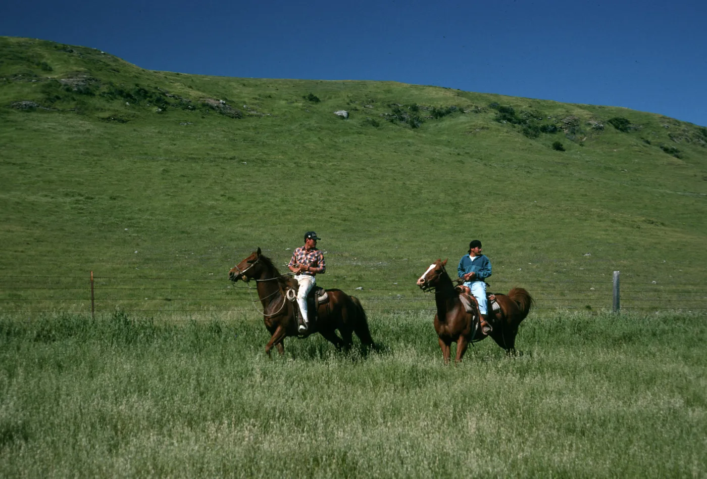 Santa Rosa Island, vaqueros, near landing strip