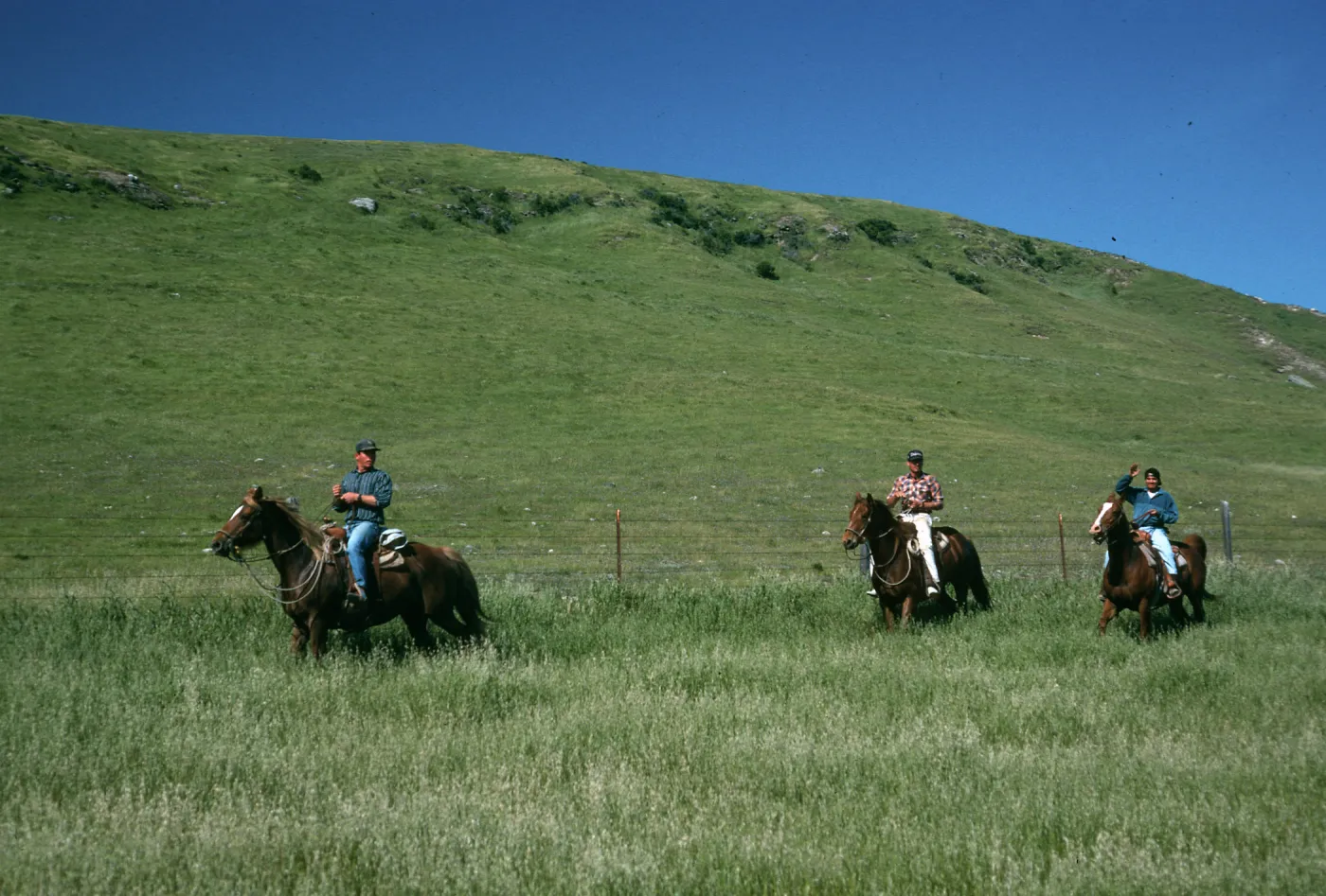 Santa Rosa Island, vaqueros, near landing strip