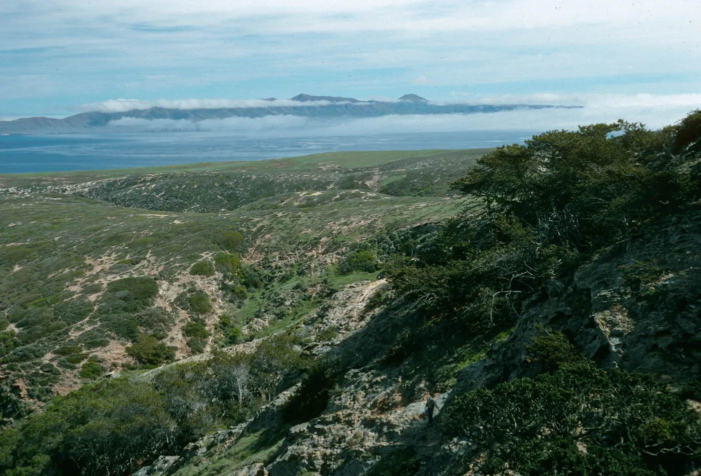 Santa Rosa Island, view of Santa Cruz, down Cherry Canyon, Ironwood Grove