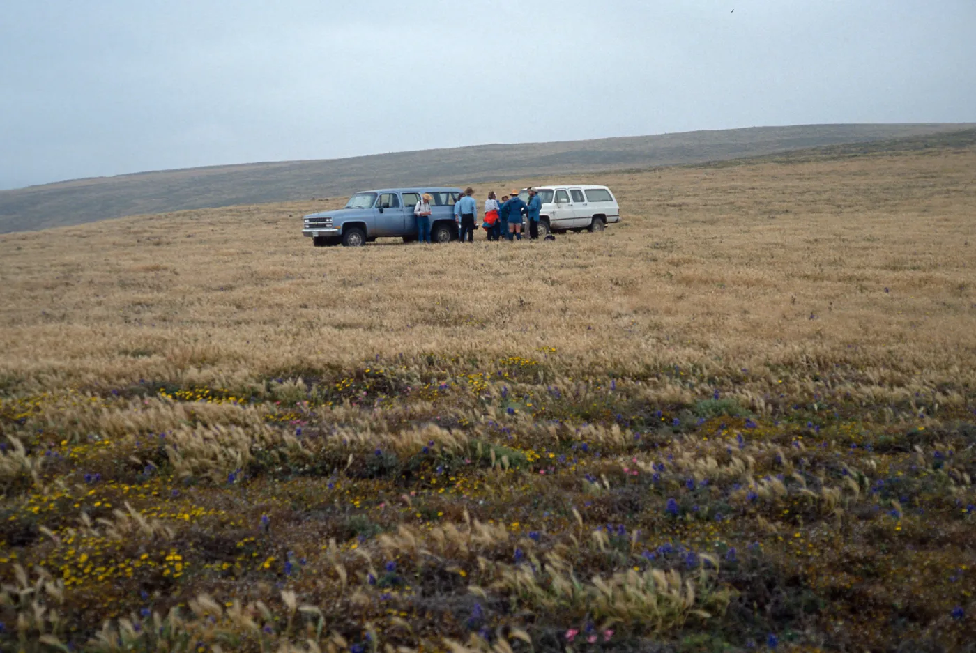 Santa Rosa Island, Santa Barbara Botanic Garden class, top of Carrington Peninsula