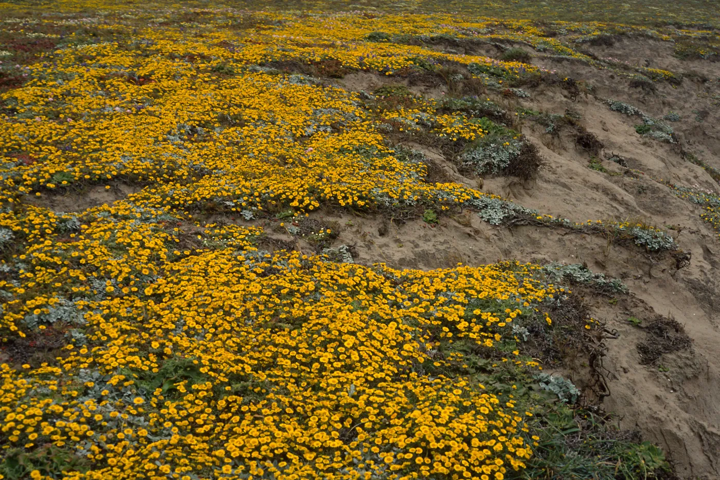 Santa Rosa Island, Layia (tidy tips), West side of Carrington Point