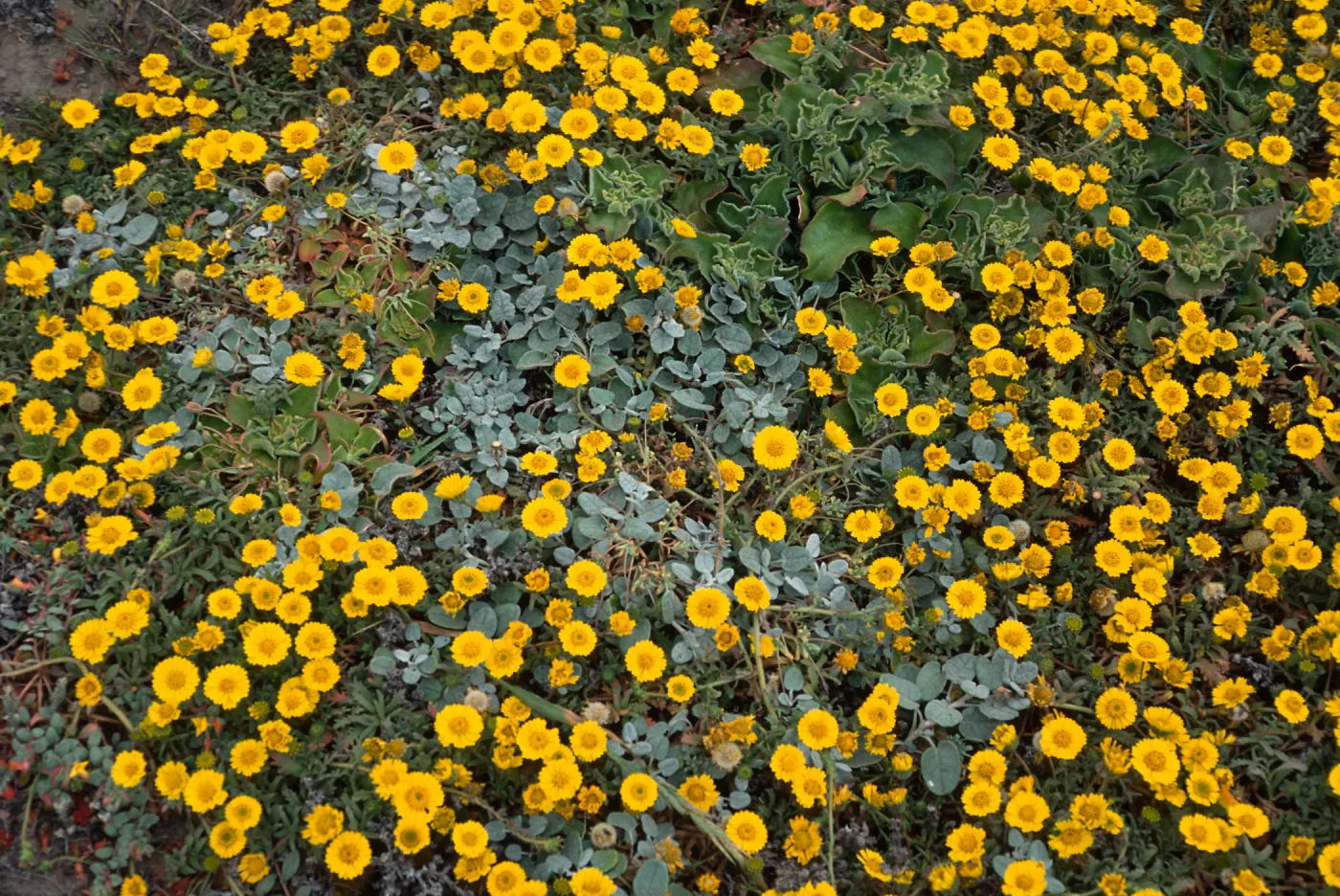 Santa Rosa Island, Layia, West side of Carrington Point