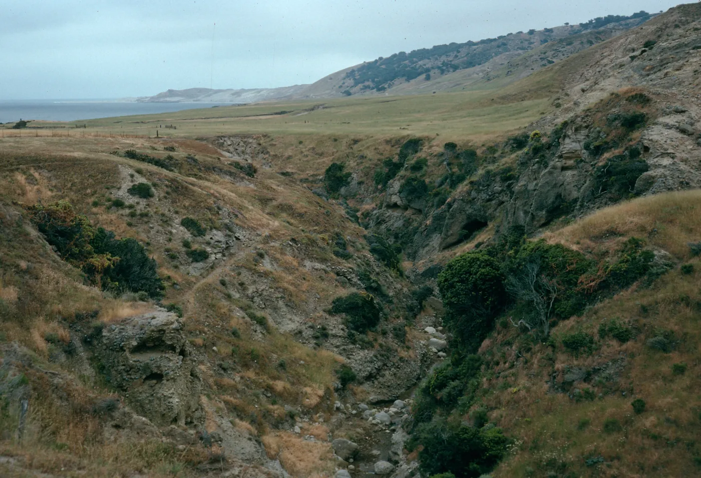 Santa Rosa Island, Water Canyon below campground