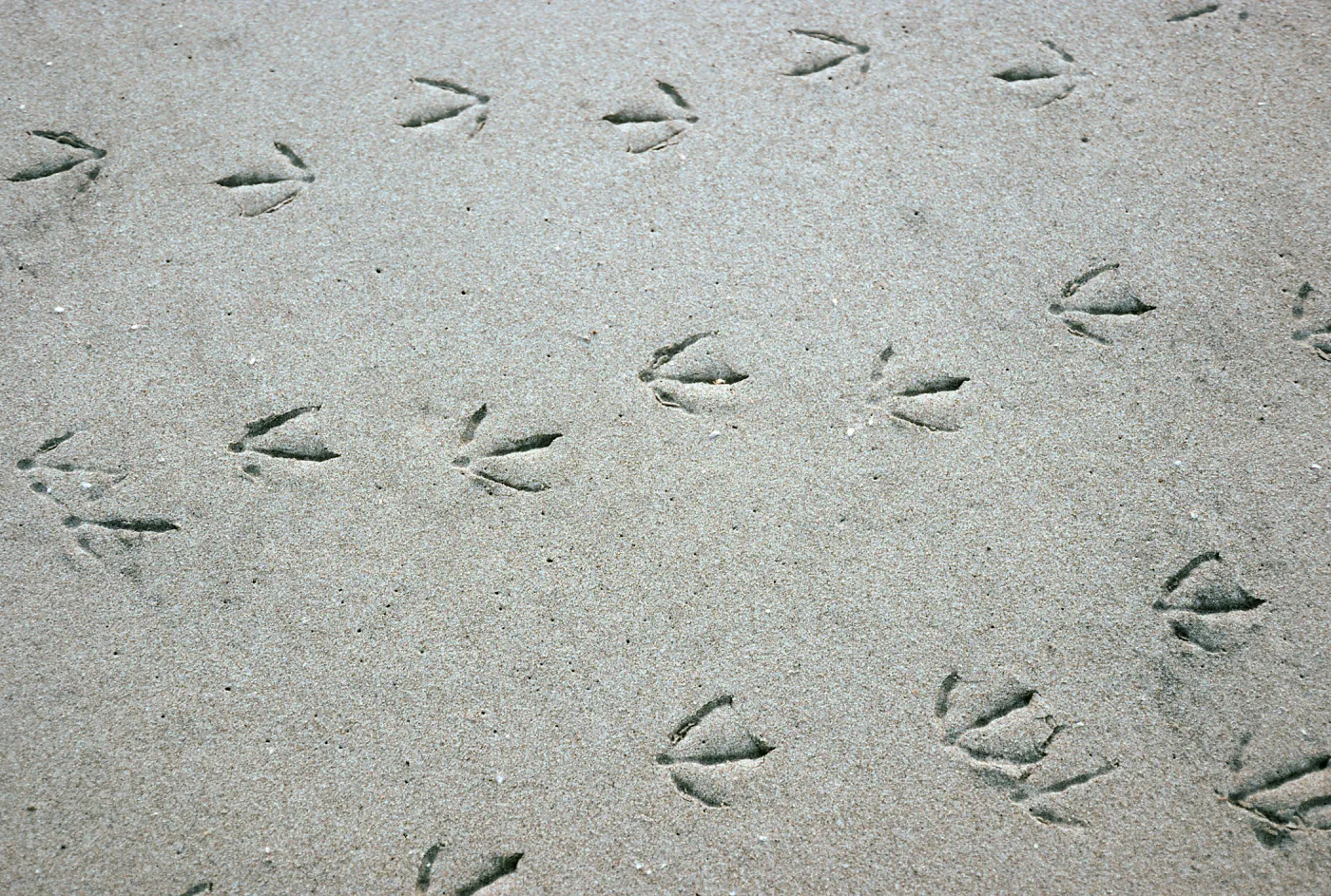 Santa Rosa Island, gull tracks, beach at mouth of Water Canyon